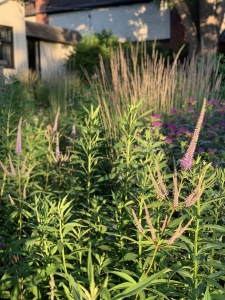 Avondale-18-IMG 2142