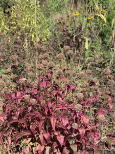 Avondale-24-IMG 3299