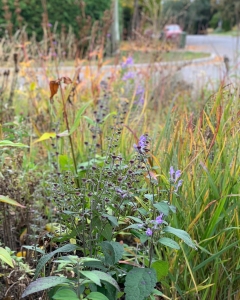 Avondale-25-48FB62A7-82A2-48AF-BC82-1C974A591CBB