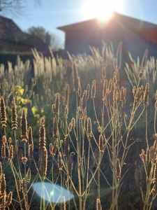 Avondale-26-IMG 3869