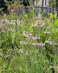 Nodding onions (allium cernuum) and others.