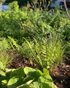 Wild ginger, wood fern
