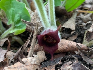 Wild ginger (asarum canadense) in flower
