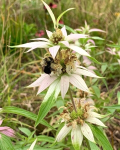 Spotted beebalm.