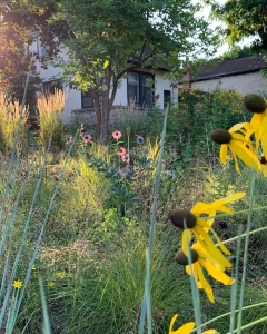 Prairie dropseed (sporobolus heterolepsis).