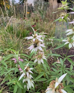 Spotted beebalm.