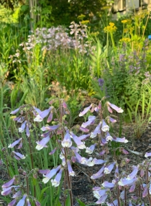 Penstemon hirsutus and zizia aurea.