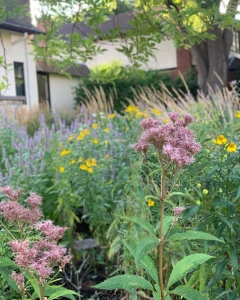 Joe Pye weed (eupatorium purpureum).