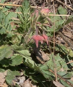 Prairie smoke (geum trifolum).