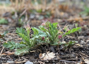 Prairie smoke (geum trifolum).