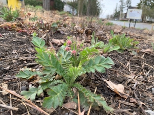 Prairie smoke (geum trifolum).