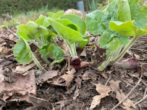 Wild ginger (asarum canadense) in flower.