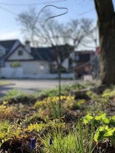 Carex pensylvanica, wild ginger, wood ferns in early spring.