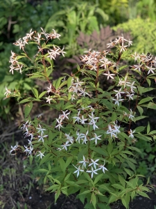 Bowan's root (gillenia trifoliata).