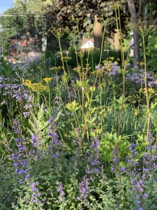 Golden Alexanders (zizia aurea).