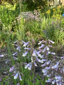 Penstemon hirsutus and zizia aurea.