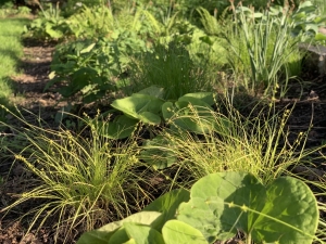 Carex rosea and wild ginger.