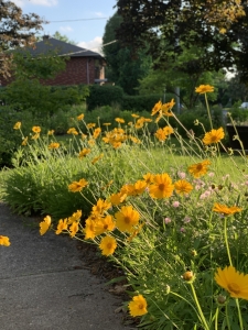 Lance-leaf coreopsis.