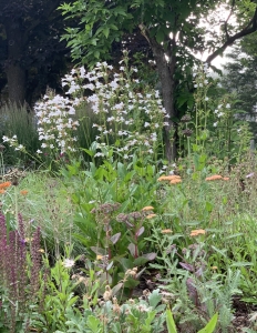Penstemon digitalis.
