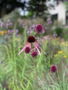Pale purple coneflower (echinacea pallida).