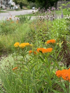 Butterfly milkweed (asclepias tuberosa).