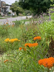 Butterfly milkweed (asclepias tuberosa).