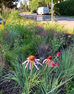 Pale purple coneflower (echinacea pallida).