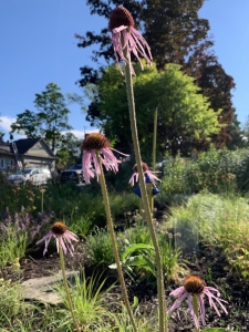 Pale purple coneflower (echinacea pallida).