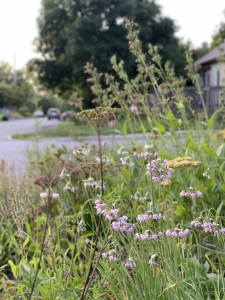 Nodding onions (allium cernuum) and others.