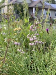 Nodding onions (allium cernuum) and others.