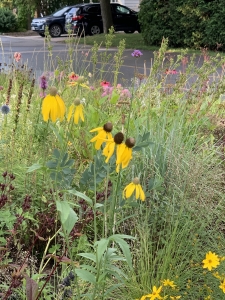 Yellow coneflowers (Ratibida pinnata).