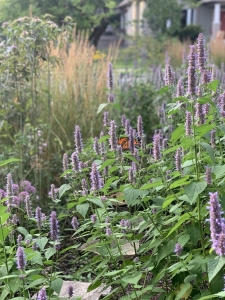 Anise hyssop (agastache foeniculum).