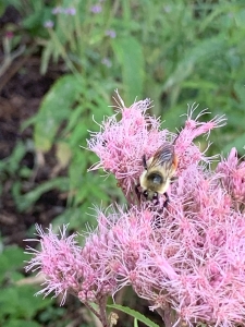 Joe Pye weed (eupatorium purpureum).