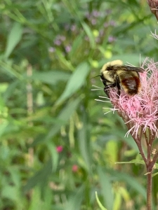 Joe Pye weed (eupatorium purpureum).