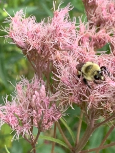 Joe Pye weed (eupatorium purpureum).