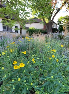 Sneezeweed (helenium autumnale).