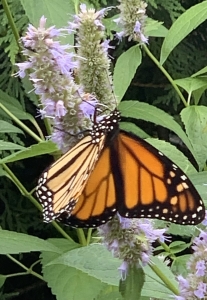 Anise hyssop (agastache foeniculum).