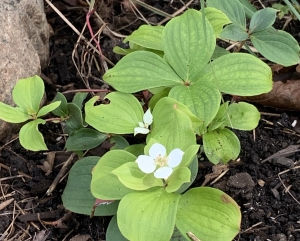 Bunchberry (cornus canadensis).