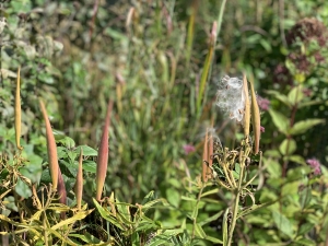 Butterfly milkweed - in seed (asclepias tuberosa).