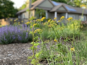 Golden Alexanders (zizia aurea).