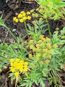 Golden Alexanders (zizia aurea).