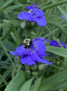 Ohio spiderwort.