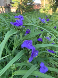 Ohio spiderwort.