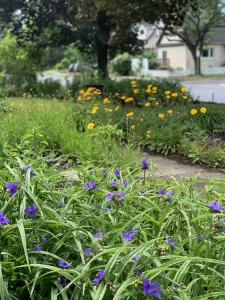 Ohio spiderwort, lance-leaf coreopsis