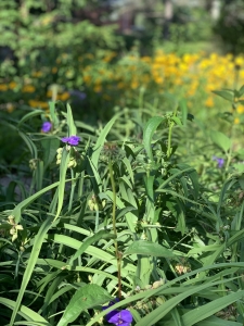 Ohio spiderwort, lance-leaf coreopsis