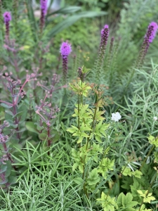 Liatris spicata.