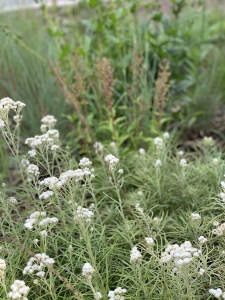 Pearly everlastings (anaphalis margaritacea).