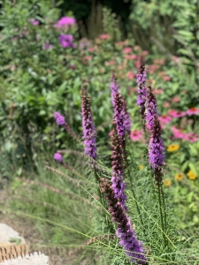Liatris spicata.