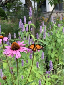 Anise hyssops and echinacea purpurea.
