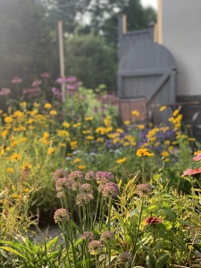 Lance-leaf coreopsis.